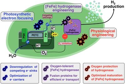 Novel concepts and engineering strategies for heterologous expression of efficient hydrogenases in photosynthetic microorganisms